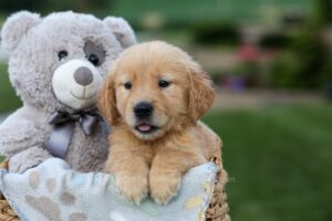 Image of Goldie, a Golden Retriever puppy