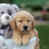 Image of Goldie, a Golden Retriever puppy