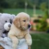Image of Gracie, a Golden Retriever puppy