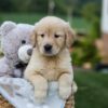 Image of Gracie, a Golden Retriever puppy