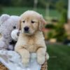 Image of Gracie, a Golden Retriever puppy