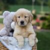 Image of Gracie, a Golden Retriever puppy