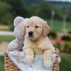 Image of Gracie, a Golden Retriever puppy