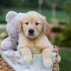 Image of Gracie, a Golden Retriever puppy
