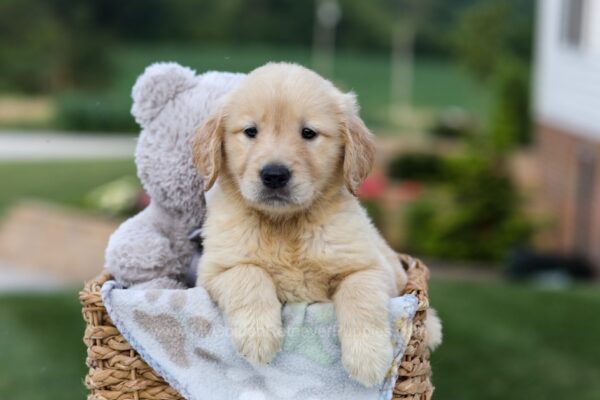 Image of Gracie, a Golden Retriever puppy