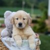 Image of Gracie, a Golden Retriever puppy