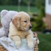 Image of Gracie, a Golden Retriever puppy
