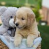 Image of Grant, a Golden Retriever puppy