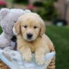 Image of Grant, a Golden Retriever puppy