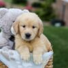 Image of Grant, a Golden Retriever puppy