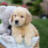 Image of Grant, a Golden Retriever puppy