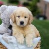 Image of Grant, a Golden Retriever puppy