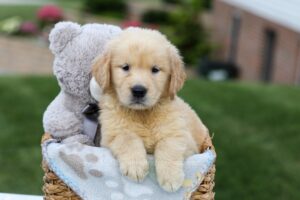 Image of Grant, a Golden Retriever puppy
