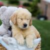 Image of Grant, a Golden Retriever puppy