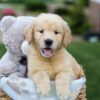 Image of Grant, a Golden Retriever puppy