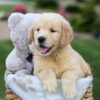 Image of Grant, a Golden Retriever puppy