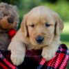 Image of Hank, a Golden Retriever puppy
