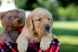 Image of Hank, a Golden Retriever puppy