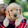 Image of Hank, a Golden Retriever puppy