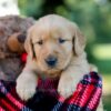 Image of Hank, a Golden Retriever puppy