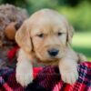 Image of Haven, a Golden Retriever puppy
