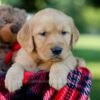 Image of Haven, a Golden Retriever puppy