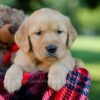 Image of Haven, a Golden Retriever puppy