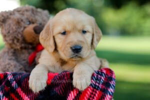 Image of Haven, a Golden Retriever puppy