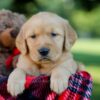 Image of Haven, a Golden Retriever puppy