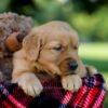 Image of Huck, a Golden Retriever puppy