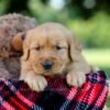 Image of Huck, a Golden Retriever puppy