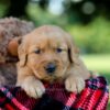 Image of Huck, a Golden Retriever puppy