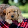 Image of Huck, a Golden Retriever puppy