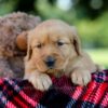 Image of Huck, a Golden Retriever puppy