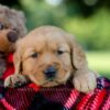 Image of Huck, a Golden Retriever puppy