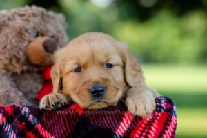 Image of Huck, a Golden Retriever puppy