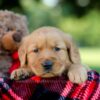 Image of Huck, a Golden Retriever puppy
