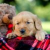 Image of Huck, a Golden Retriever puppy