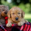 Image of Hunter, a Golden Retriever puppy