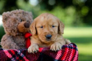 Image of Hunter, a Golden Retriever puppy