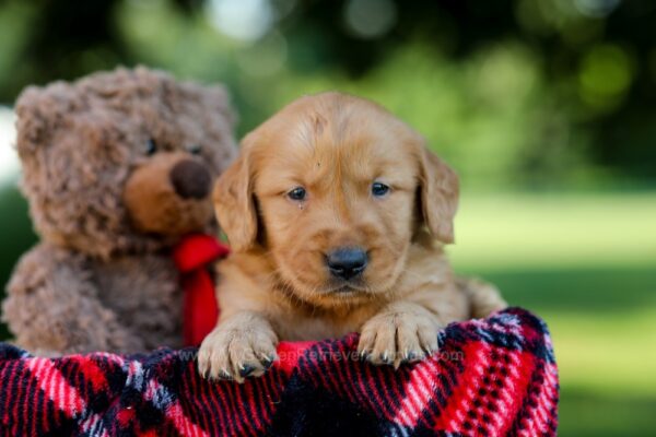 Image of Hunter, a Golden Retriever puppy