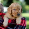 Image of Hunter, a Golden Retriever puppy
