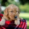 Image of Hunter, a Golden Retriever puppy