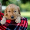 Image of Hunter, a Golden Retriever puppy