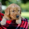 Image of Hunter, a Golden Retriever puppy