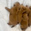 Image of Red Golden - Sept 12, a Golden Retriever puppy