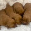 Image of Red Golden - Sept 12, a Golden Retriever puppy
