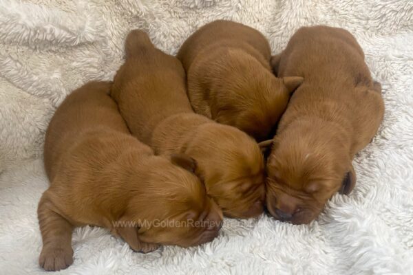 Image of Red Golden - Sept 12, a Golden Retriever puppy