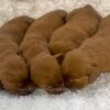 Image of Red Golden - Sept 12, a Golden Retriever puppy