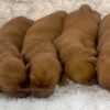 Image of Red Golden - Sept 12, a Golden Retriever puppy